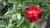 Lady Elsie May ™ rose photo