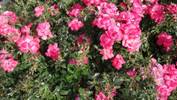 Angel Darling rose photo