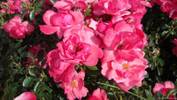 Angel Darling rose photo