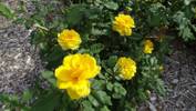 Henry Fonda rose photo