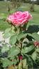 Aunt Honey rose photo
