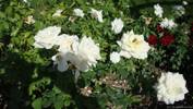 Moondance rose photo