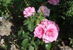 Ultimate Pink ™ rose photo