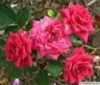 Chess ® rose photo