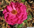 Cheer rose photo