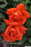 Beauty Star rose photo
