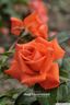 Beauty Star rose photo