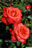 Beauty Star rose photo