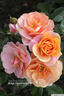 Together Forever rose photo