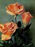 Jane rose photo