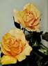Marigold rose photo