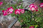 Alice Amos rose photo
