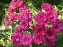 Cera rose photo