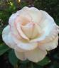 Marlon's Day rose photo