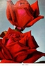 Big Red rose photo