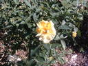 Conrad Hilton rose photo