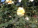 Conrad Hilton rose photo