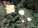 Conrad Hilton rose photo