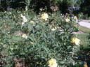 Conrad Hilton rose photo