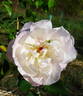 Fortune's Five Color rose photo