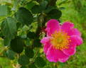 Edith Bellenden rose photo