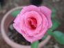Natali ® rose photo