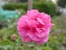 Elisio rose photo
