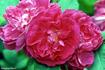 Crimson Queen rose photo