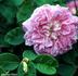 Madame Eugènie Frèmy rose photo