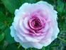 Serenissima rose photo