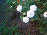 Cinderella rose photo