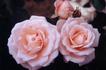 Dear One rose photo