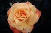 Honey Child rose photo