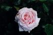 MACarnhe rose photo
