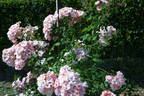 Flower Girl ™ rose photo
