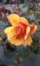 Copper N Bronze rose photo