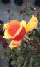 Copper N Bronze rose photo