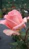 Desirée ® rose photo