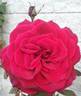 Paola rose photo