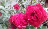 Paola rose photo