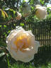 Tonner's Fancy rose photo
