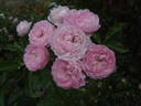 Andikó rose photo