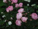 Andikó rose photo