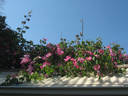 Flying Colours rose photo