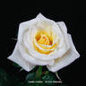 Family Holiday rose photo