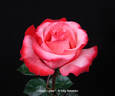 Cristina Lynne rose photo