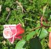 John C.M. Mensing rose photo