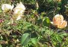 Baxter Beauty rose photo