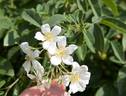 Reverend Seidel rose photo