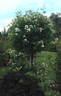 Reverend Seidel rose photo